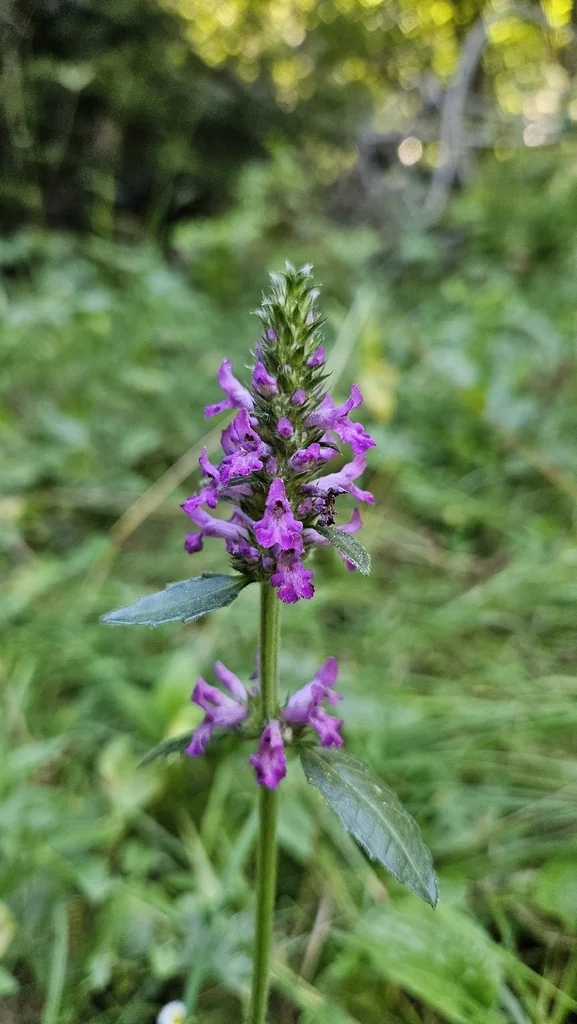 Stachys Officinalis