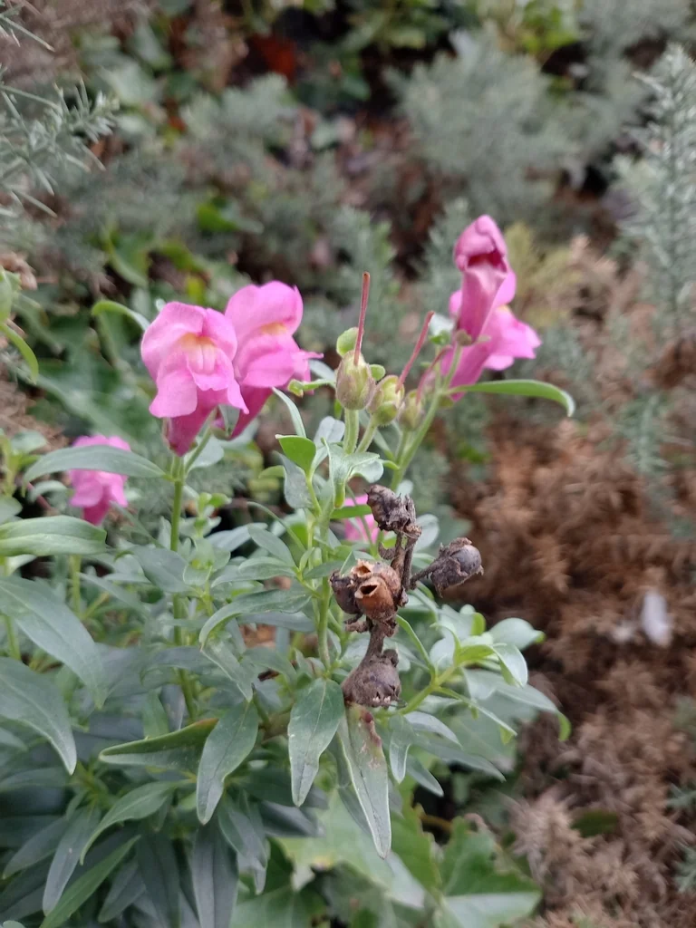 Antirrhinum Majus