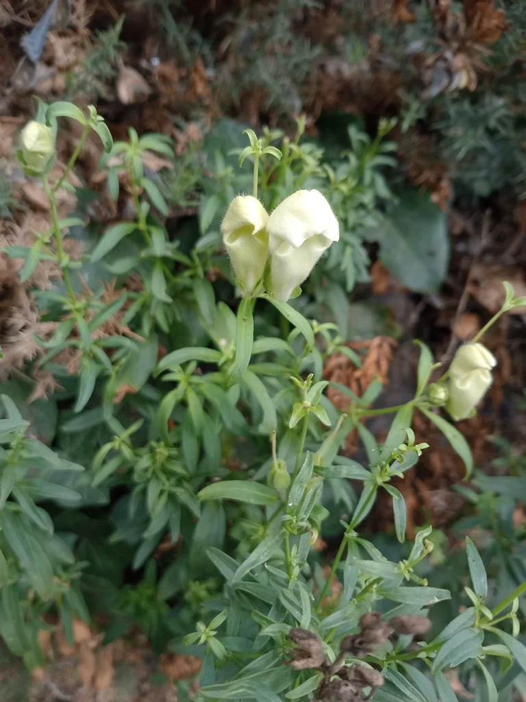 Antirrhinum Majus
