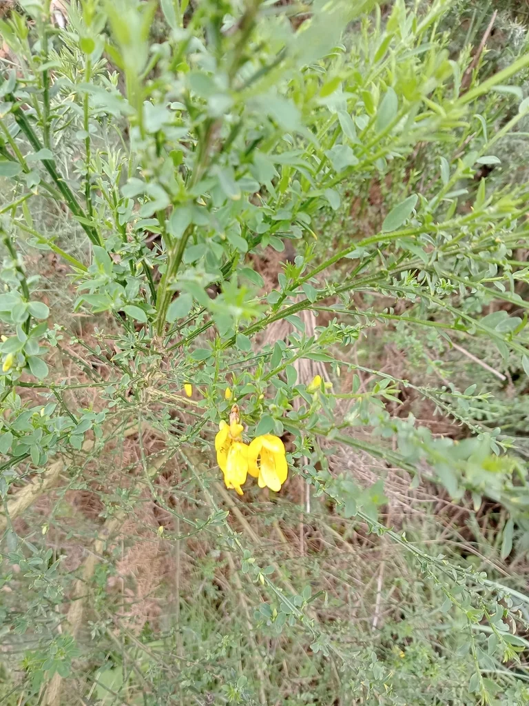 Cytisus Scoparius