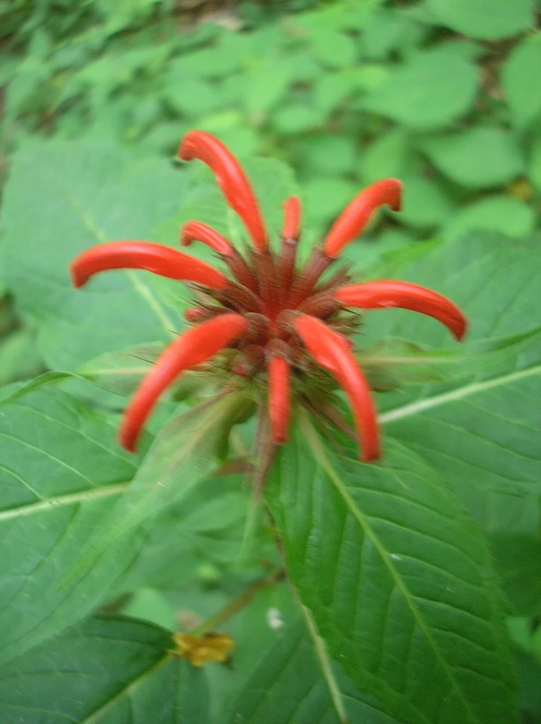 Monarda didyma