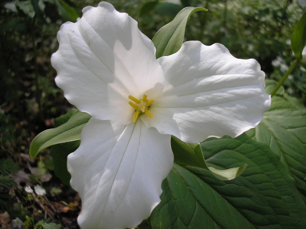 Trillium Grandiflorum