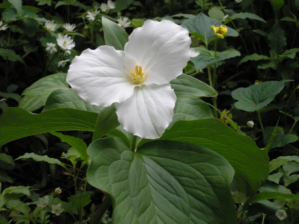 Trillium Grandiflorum