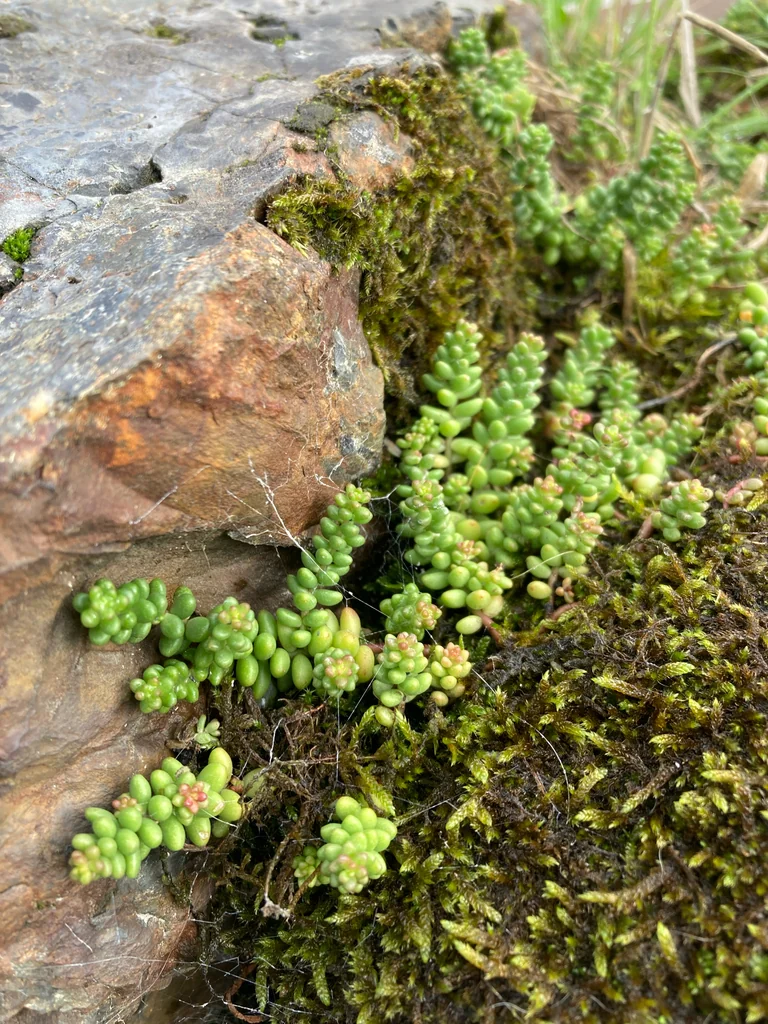 Sedum Album