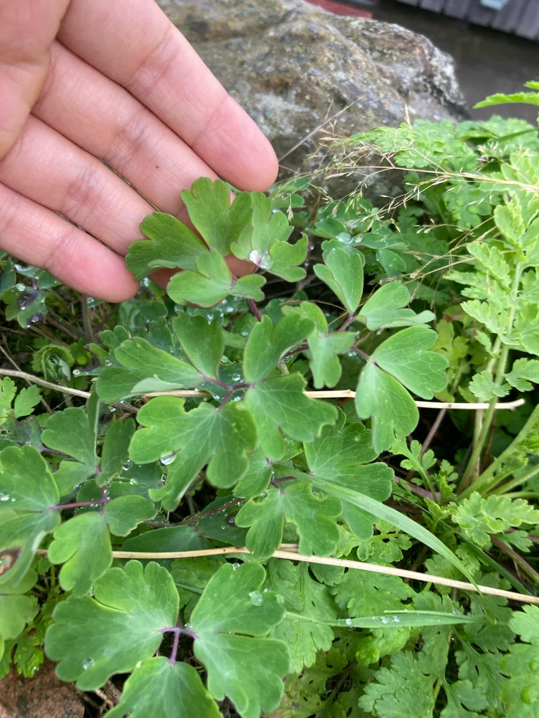 Aquilegia Vulgaris