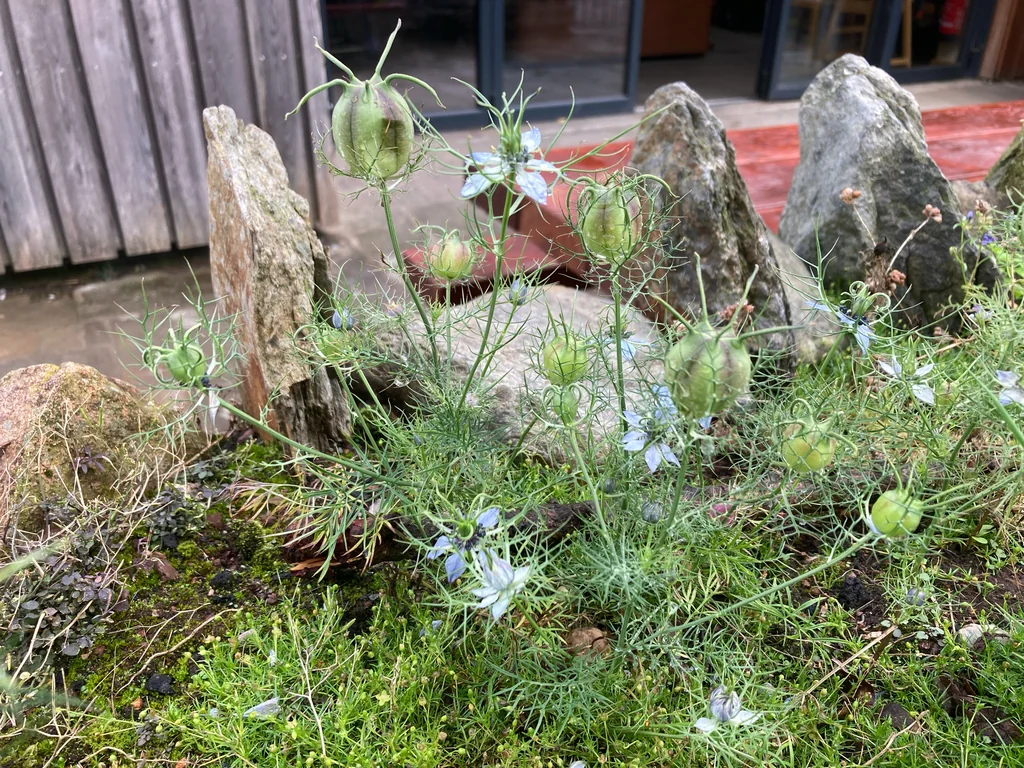 Nigella Damascena