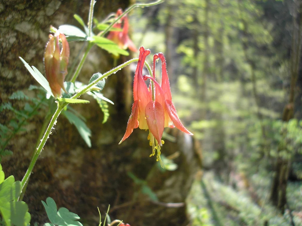 Aquilegia Canadensis