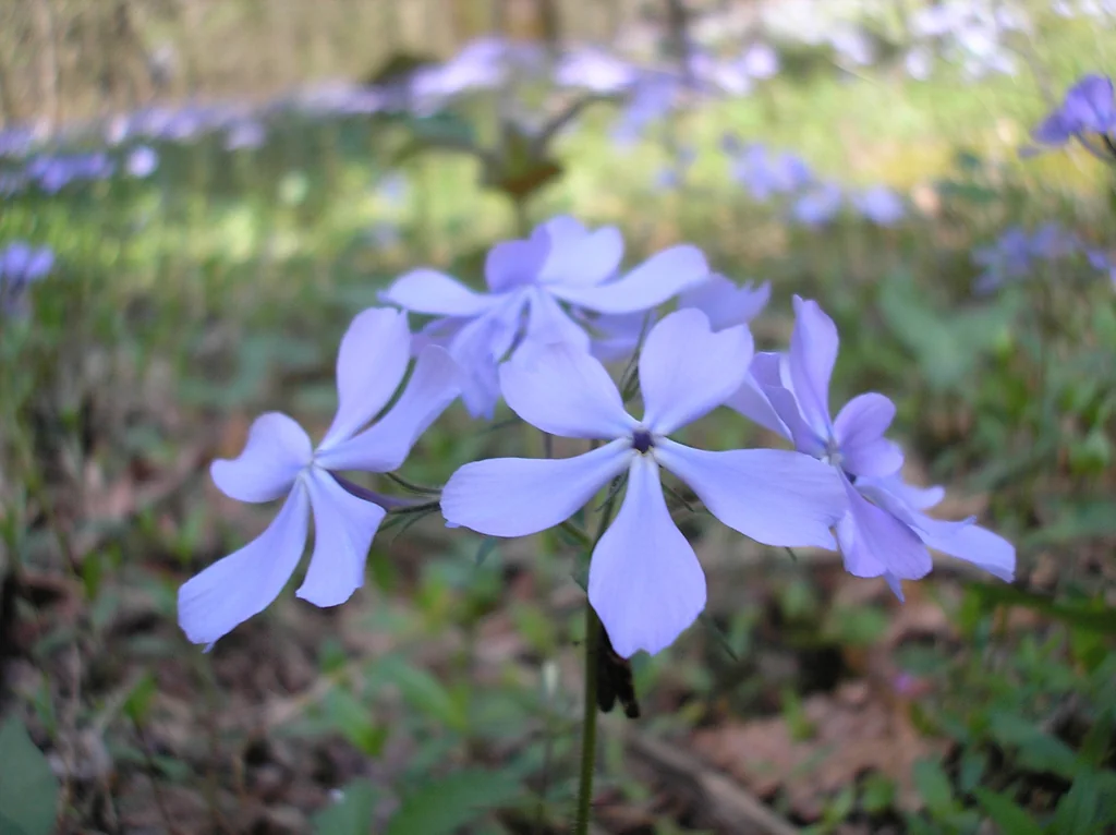 Phlox Divaricata