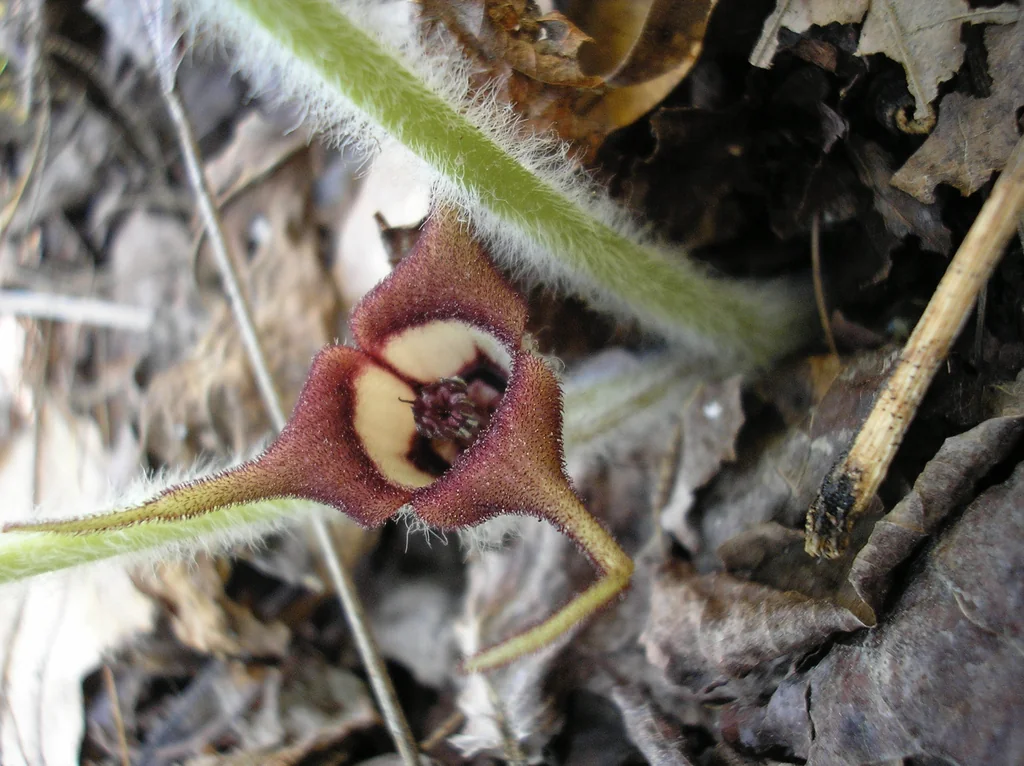 Asarum Canadense