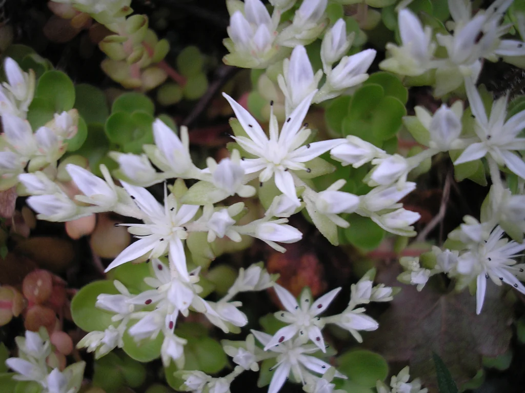 Sedum Ternatum
