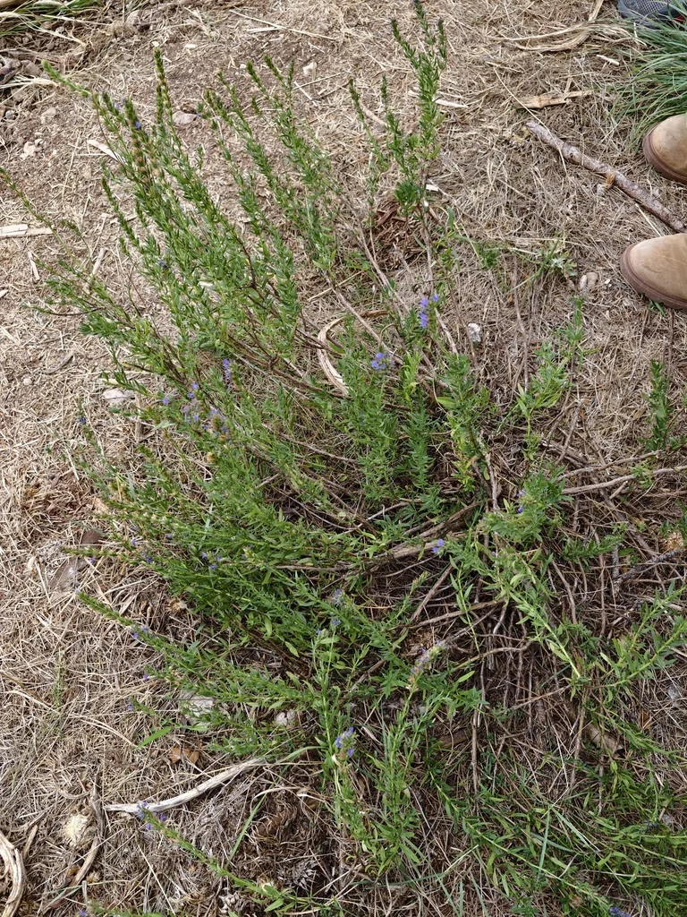 Hyssopus officinalis