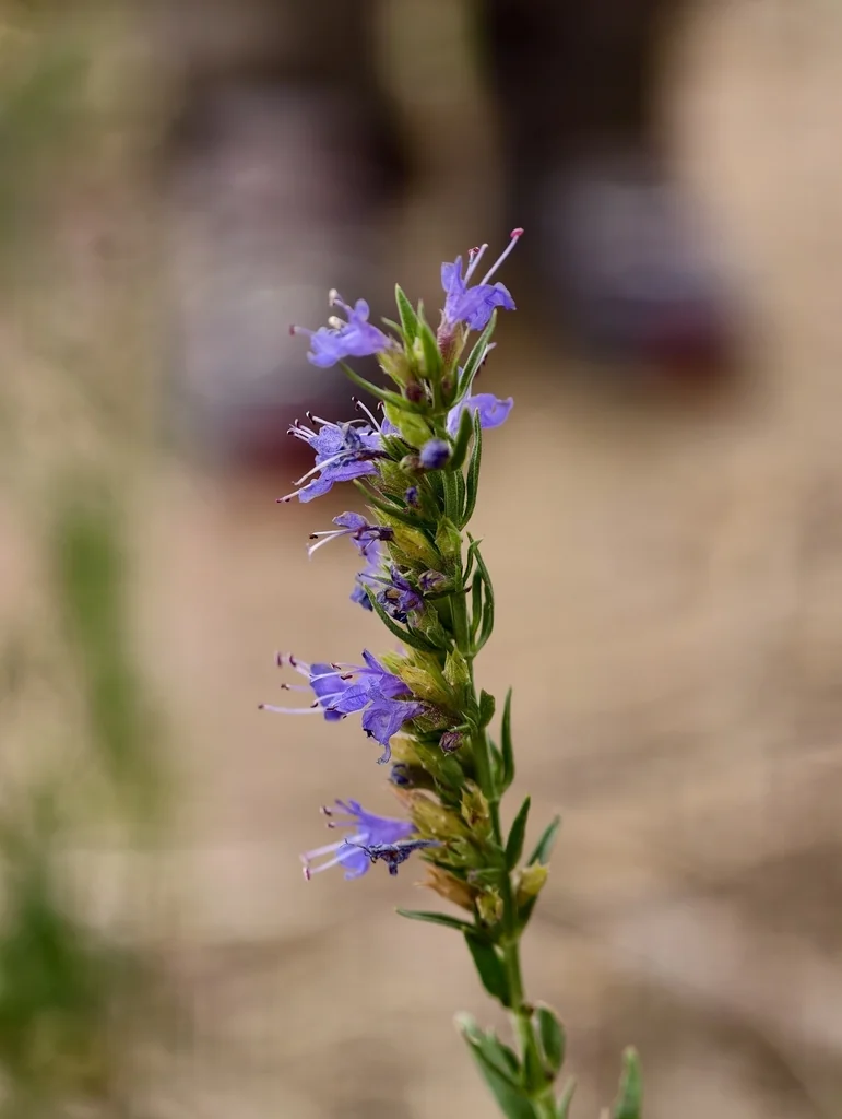 Hyssopus officinalis
