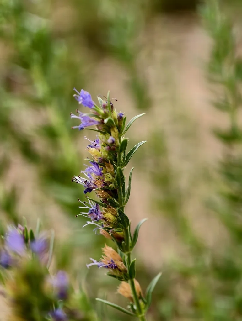 Hyssopus officinalis