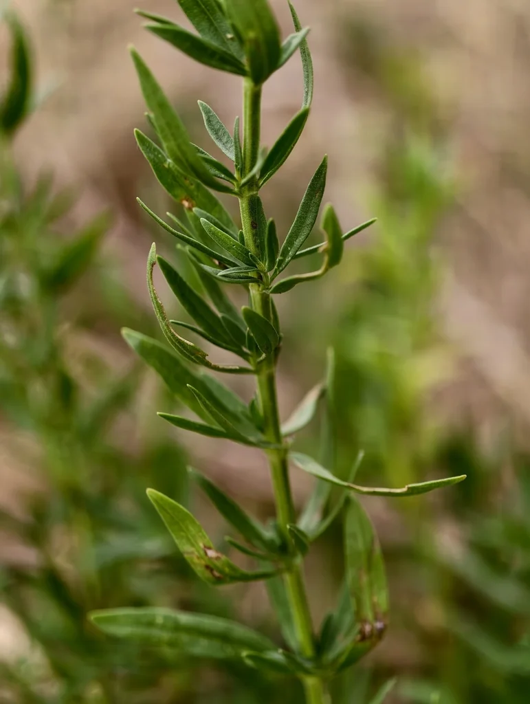 Hyssopus officinalis