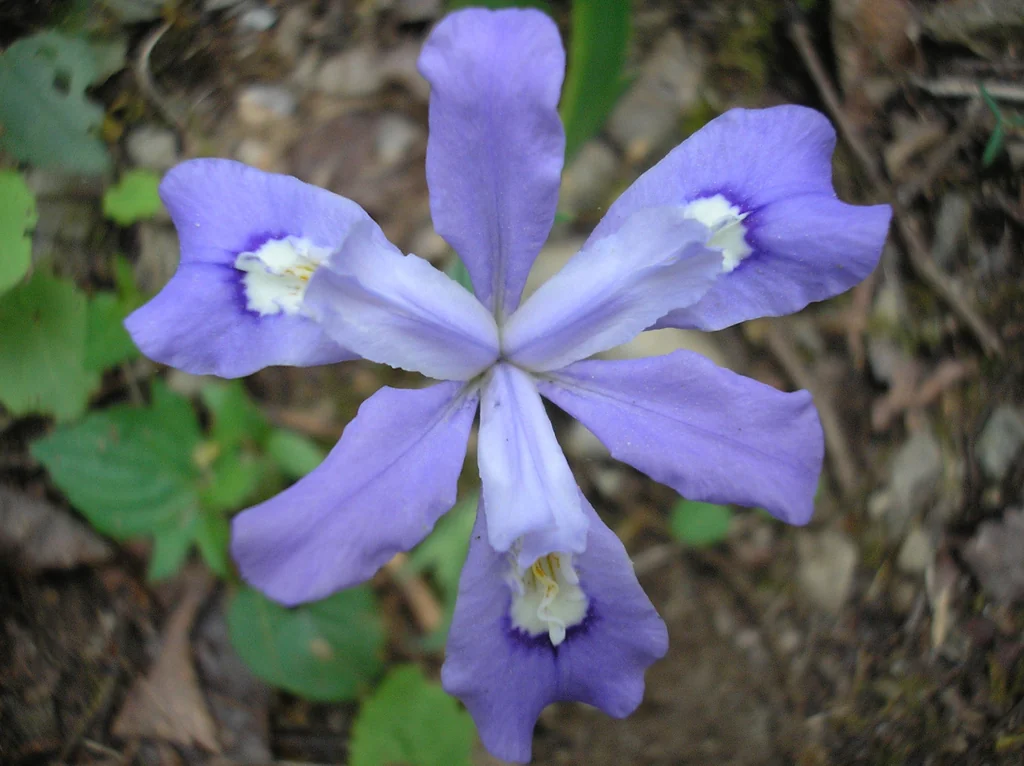 Iris Cristata