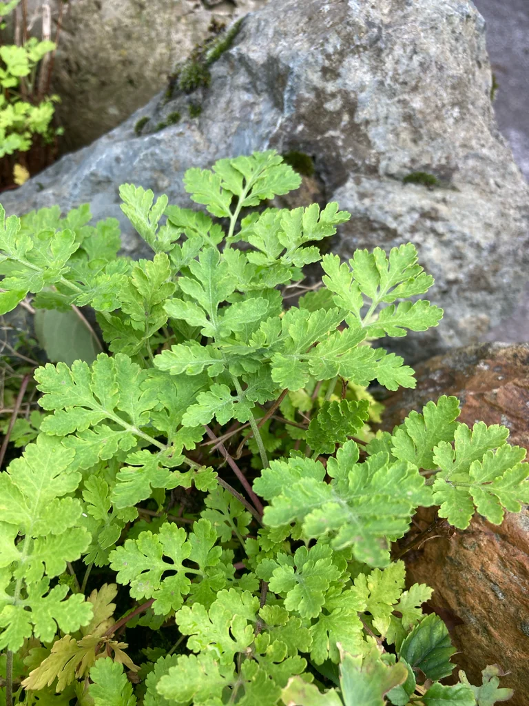 Tanacetum Parthenium
