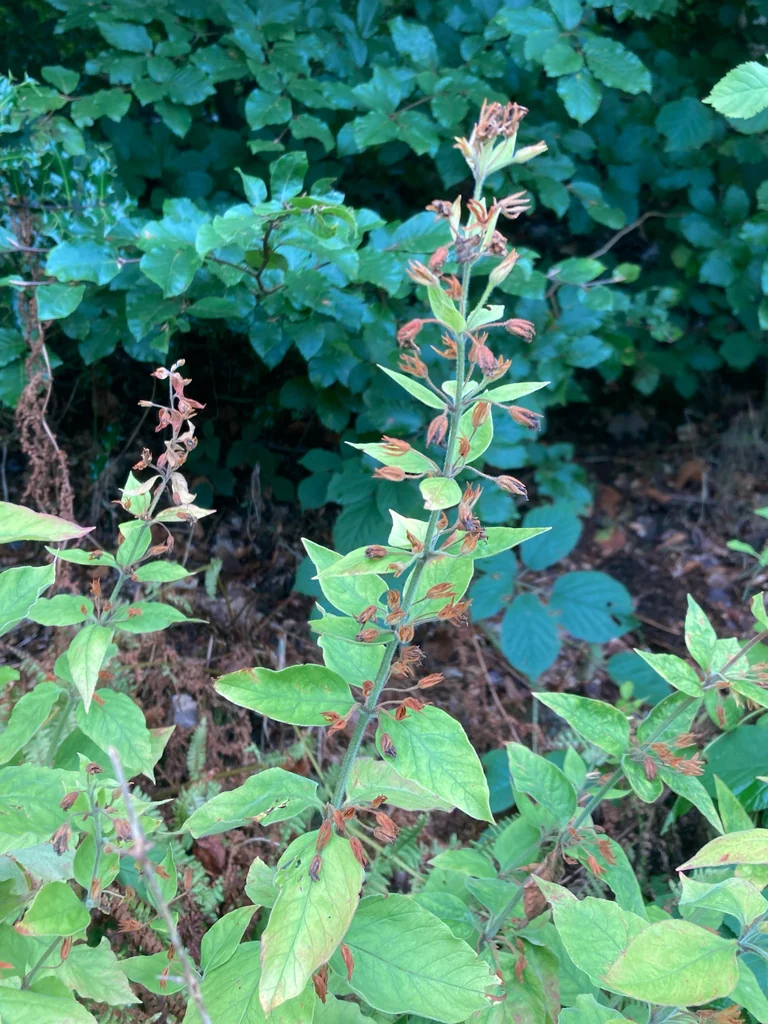 Lysimachia Punctata