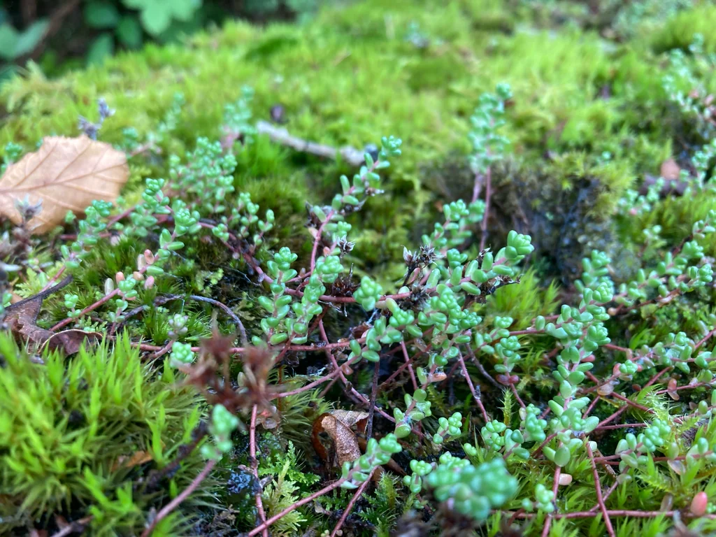 Sedum Anglicum