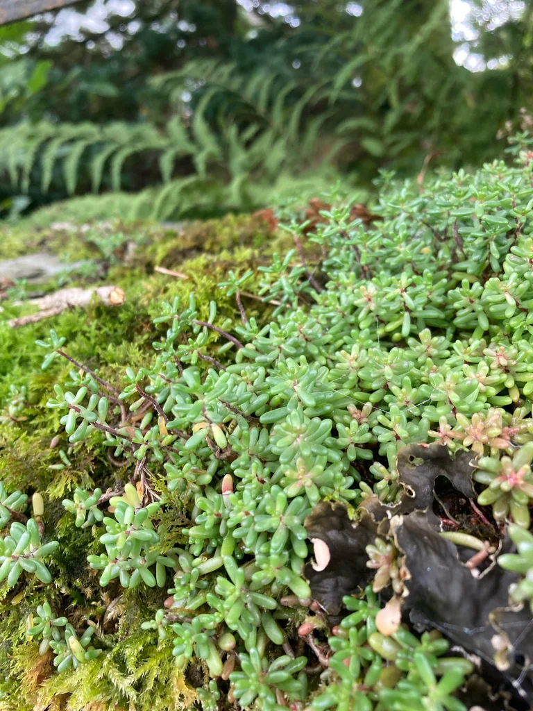 Sedum Album