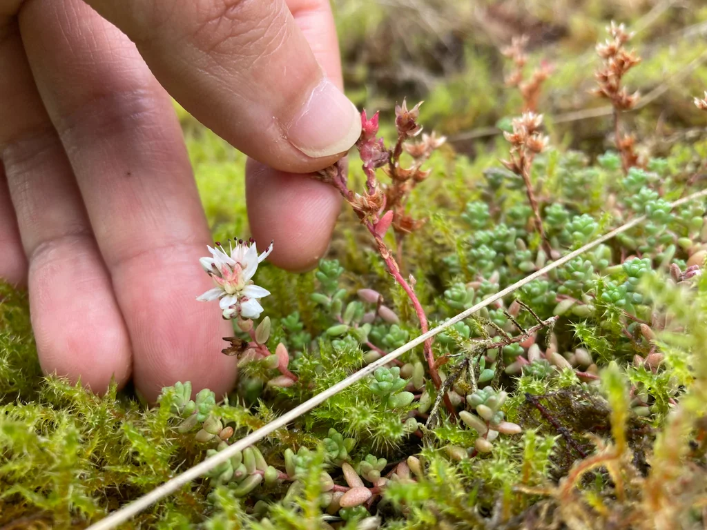 Sedum Anglicum
