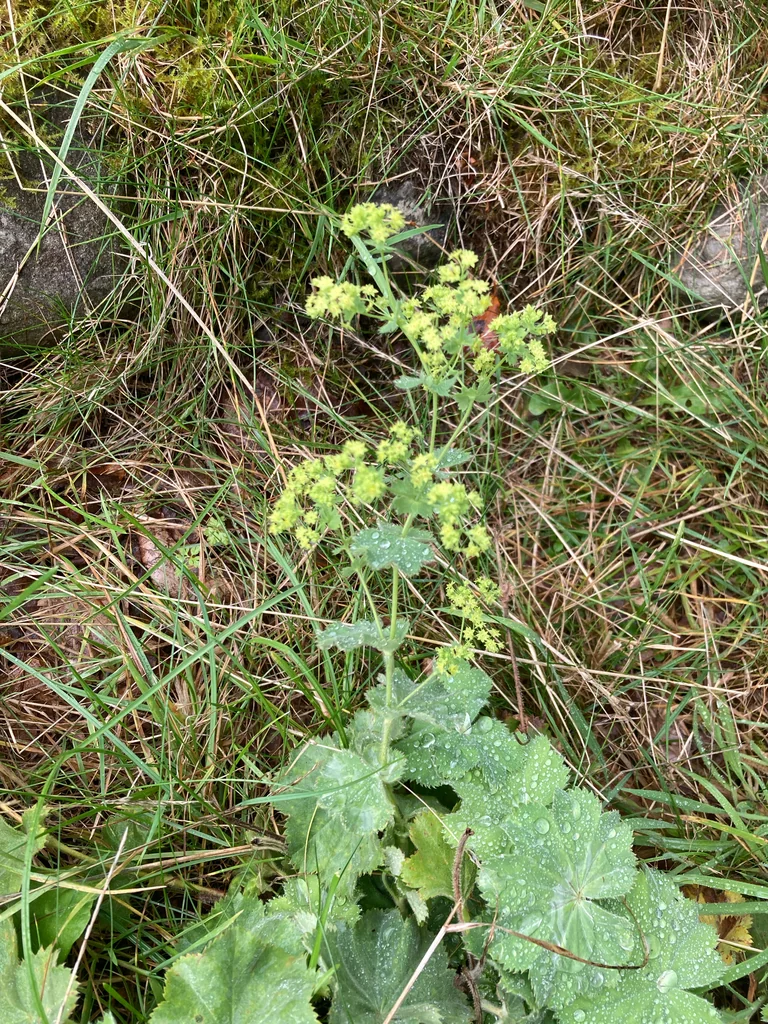 Alchemilla Mollis