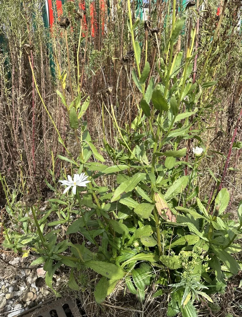 Leucanthemum superbum