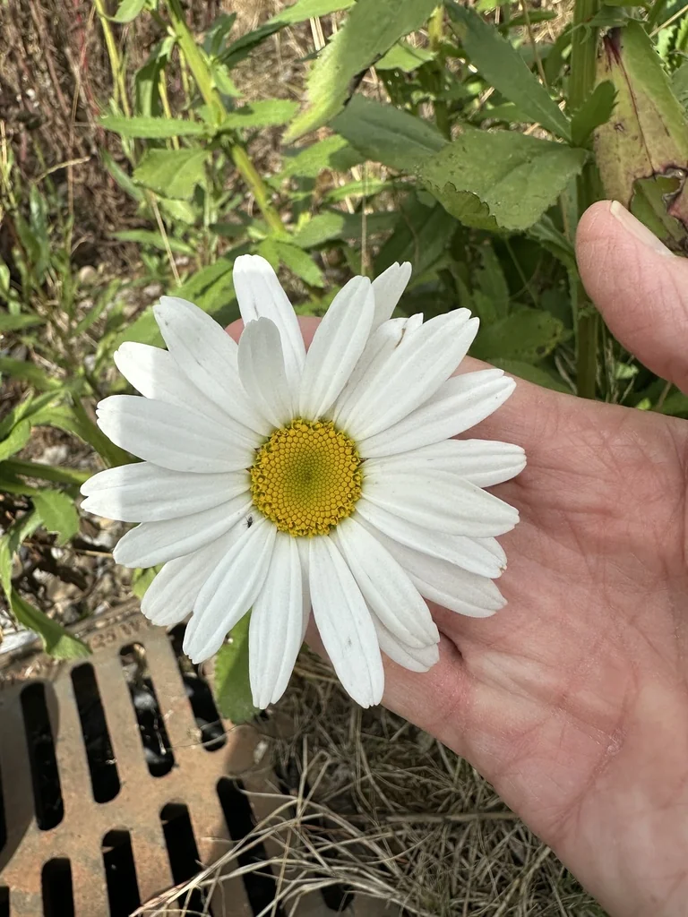 Leucanthemum superbum