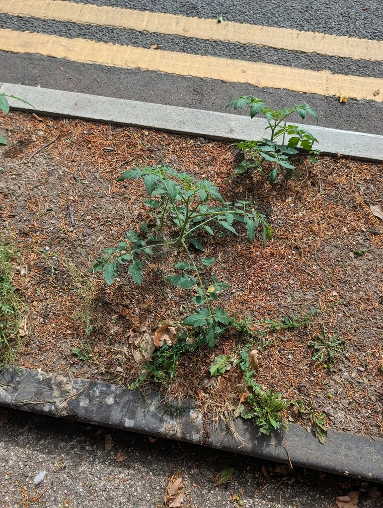 Solanum lycopersicum