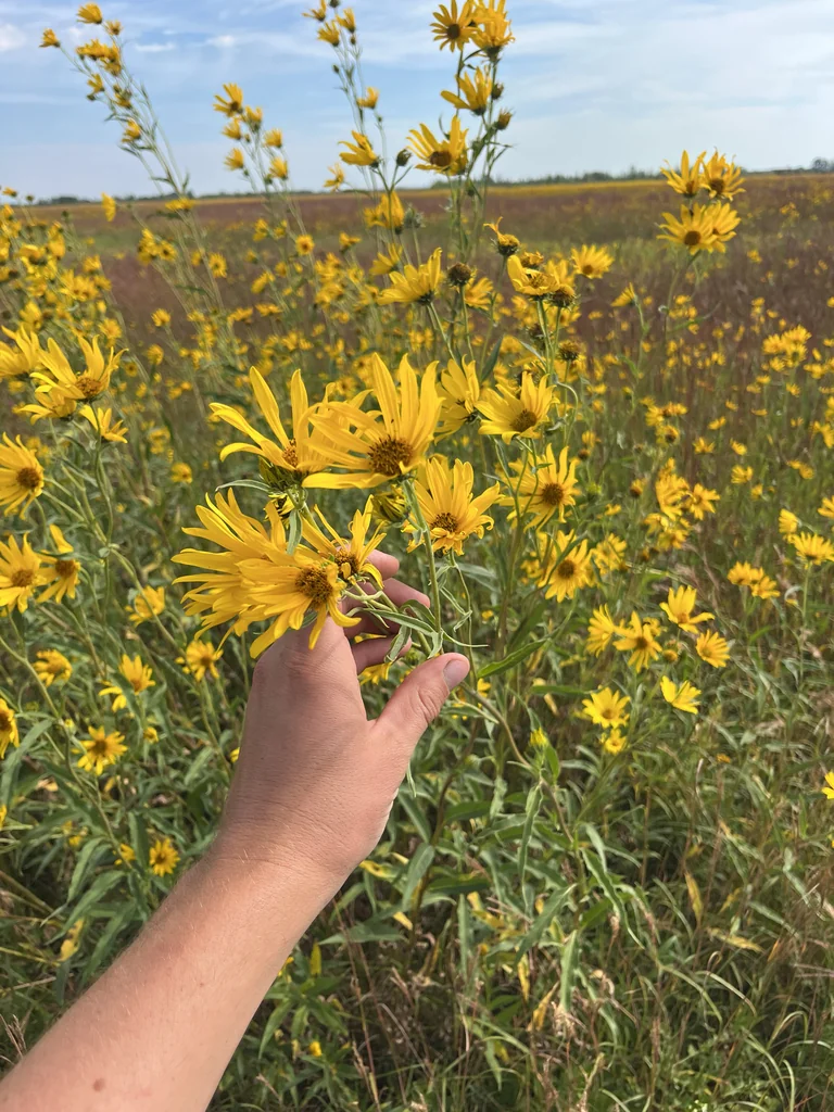 Helianthus Maximiliani