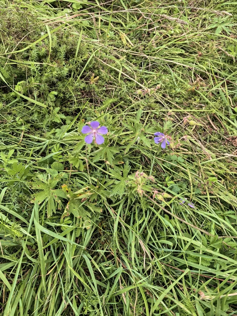 Geranium pratense