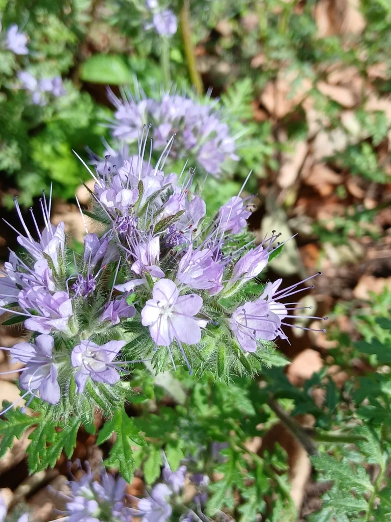 Phacelia Tanacetifolia