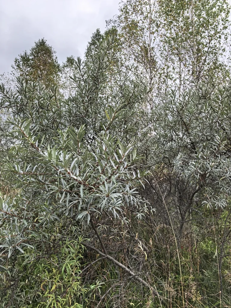 Hippophae Rhamnoides