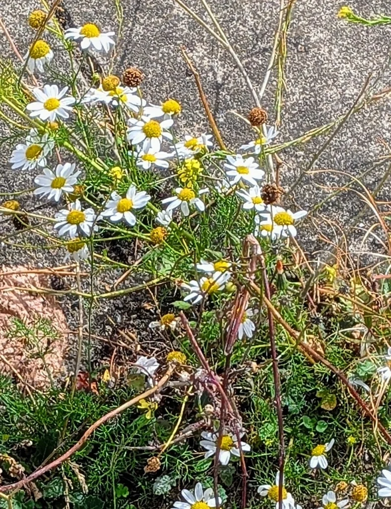 Matricaria Recutita