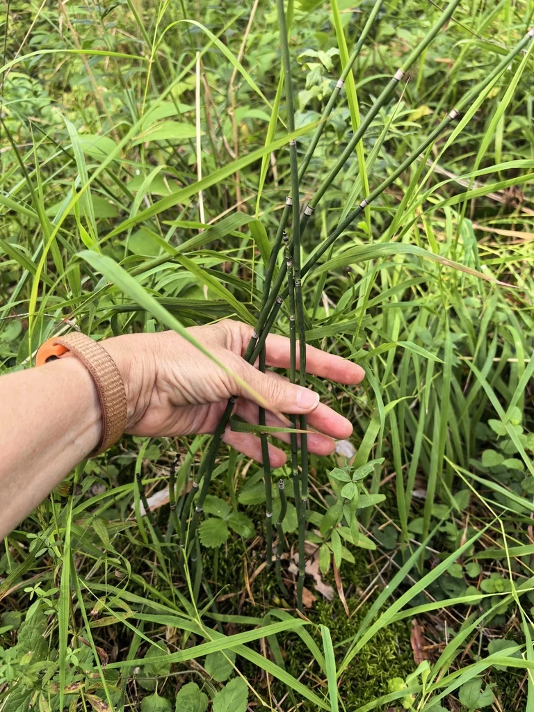 Equisetum Hyemale