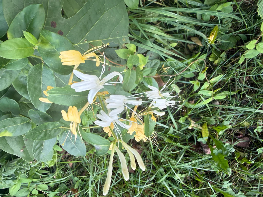 Lonicera Japonica
