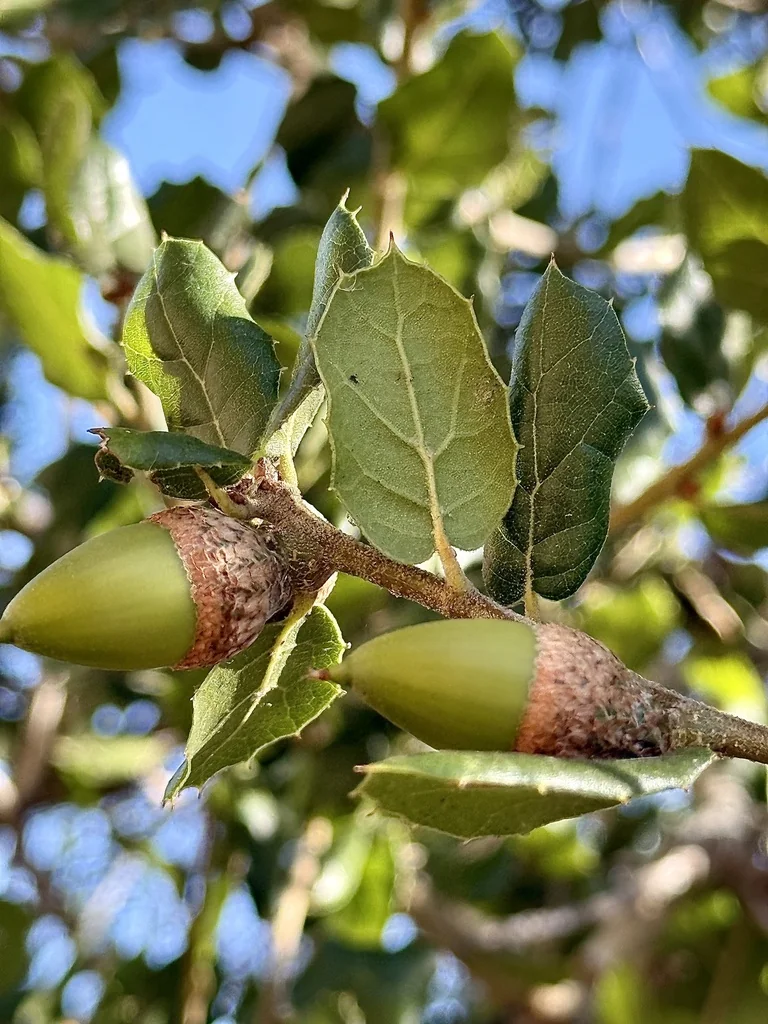 Quercus agrifolia