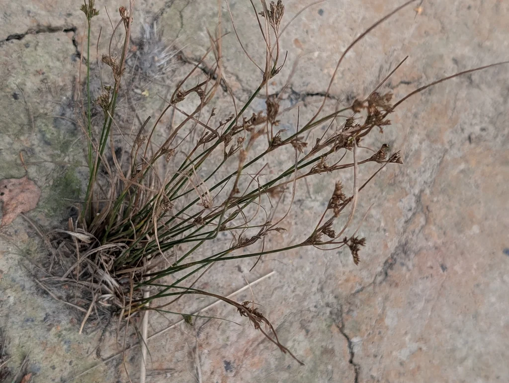 Juncus Tenuis