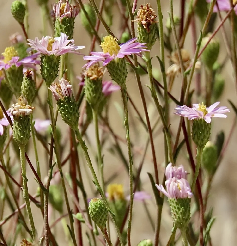 Lessingia Filaginifolia