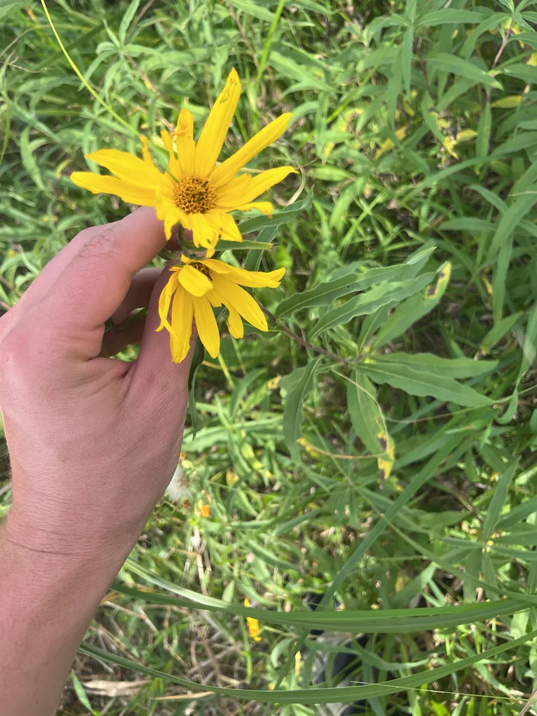 Helianthus Maximiliani