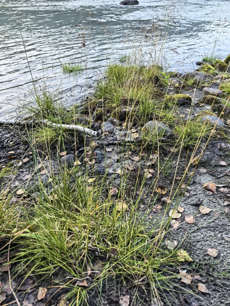 Deschampsia Cespitosa
