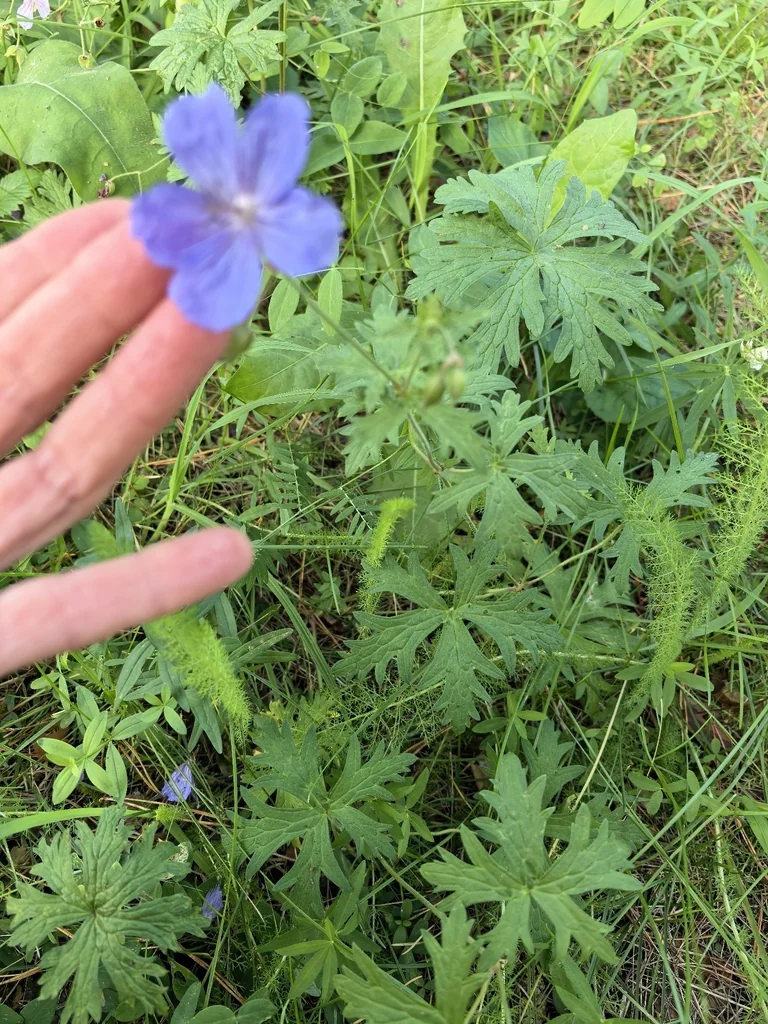 Geranium pratense