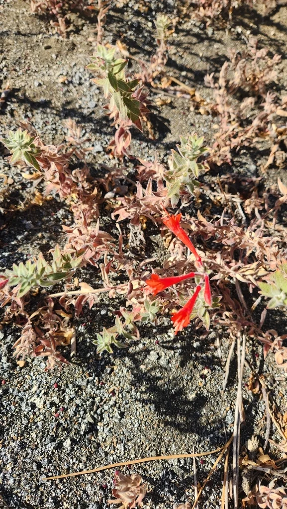 Zauschneria Californica