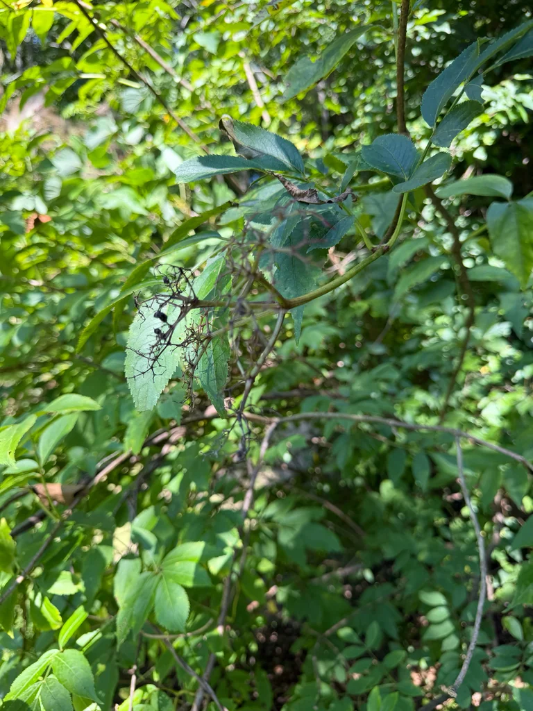 Sambucus Canadensis