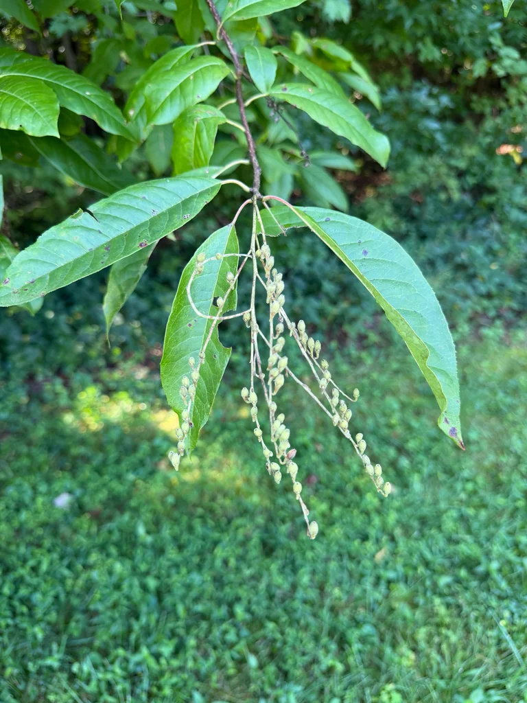 Oxydendrum Arboreum