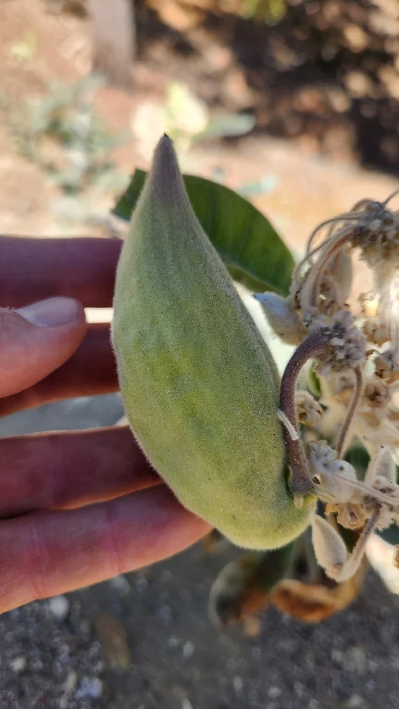 Asclepias Eriocarpa