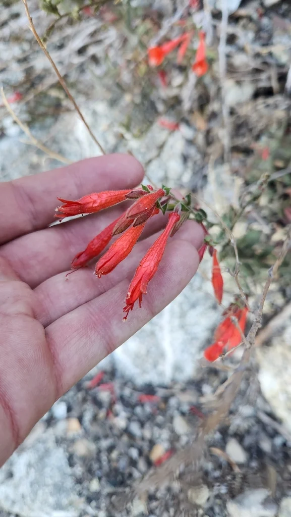 Zauschneria Californica