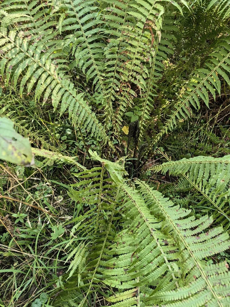 Matteuccia Struthiopteris