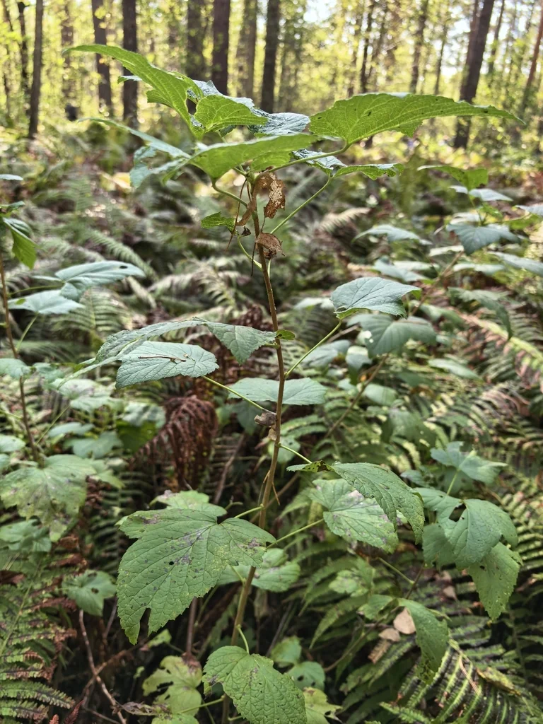 Ribes Nigrum