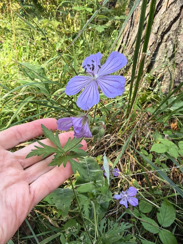 Geranium pratense