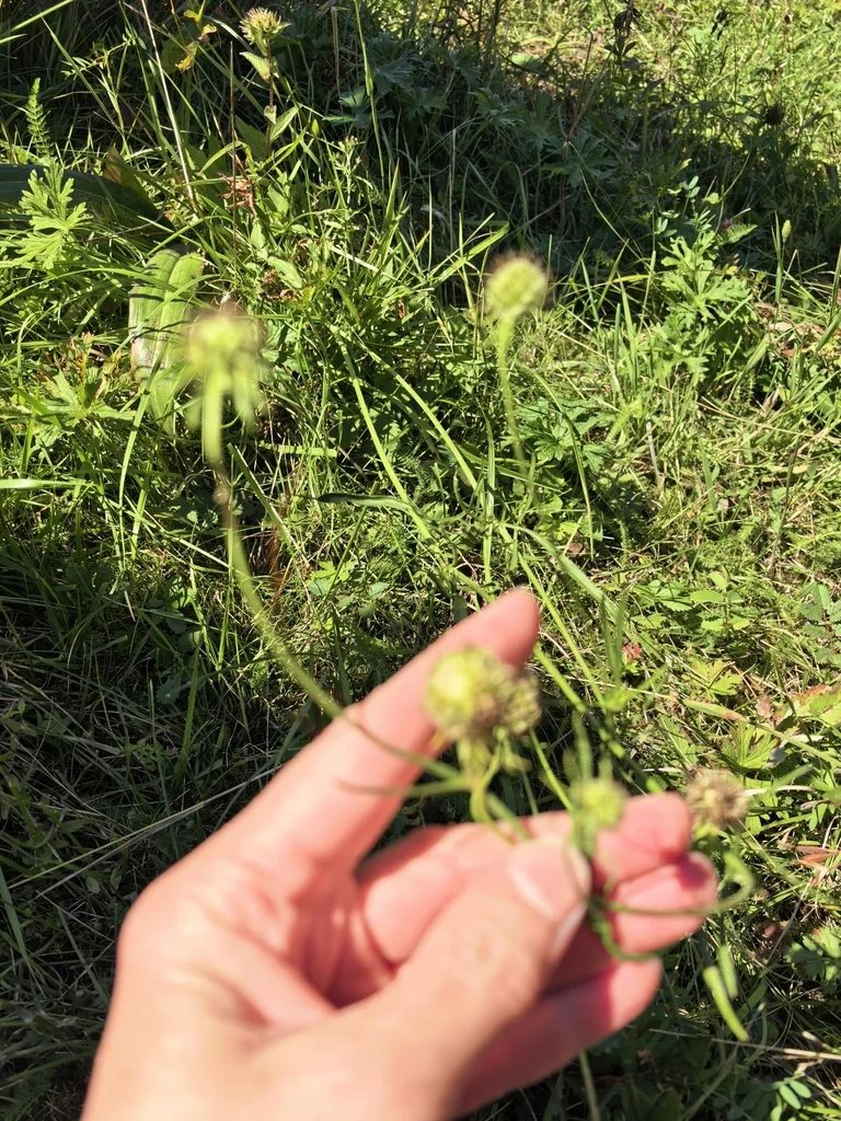 Scabiosa Ochroleuca